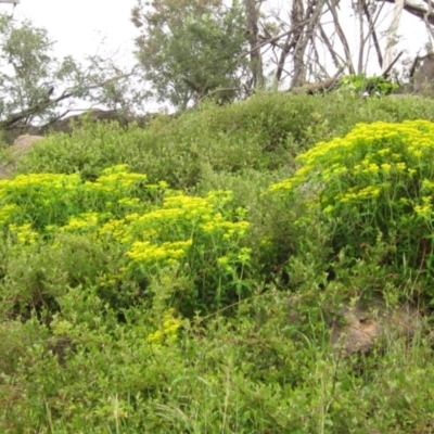 Euphorbia oblongata (Egg-leaf Spurge) at Latham, ACT - 10 Oct 2021 by pinnaCLE