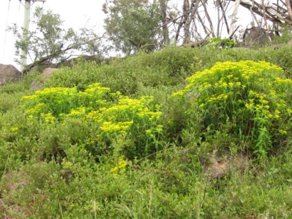Euphorbia oblongata at Latham, ACT - 10 Oct 2021
