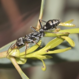 Myrmecia sp., pilosula-group at Higgins, ACT - 4 Oct 2021