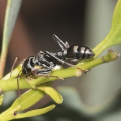 Myrmecia sp., pilosula-group at Higgins, ACT - 4 Oct 2021 11:48 AM