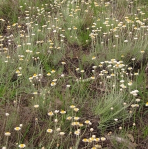 Leucochrysum albicans subsp. tricolor at Latham, ACT - 10 Oct 2021