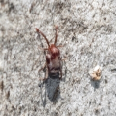 Unidentified Mite and Tick (Acarina) at Higgins, ACT - 4 Oct 2021 by AlisonMilton