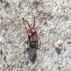 Unidentified Mite and Tick (Acarina) (TBC) at Higgins, ACT - 4 Oct 2021 by AlisonMilton