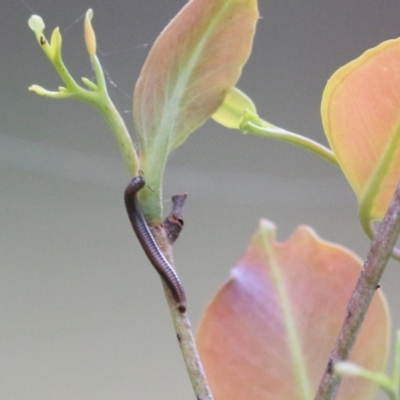 Diplopoda sp. (class) at Wodonga - 9 Oct 2021 by KylieWaldon