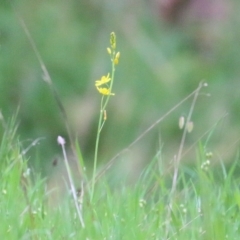 Bulbine bulbosa (Golden Lily, Bulbine Lily) at Wodonga, VIC - 9 Oct 2021 by KylieWaldon