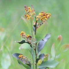 Daviesia latifolia (Hop Bitter-Pea) at WREN Reserves - 9 Oct 2021 by KylieWaldon