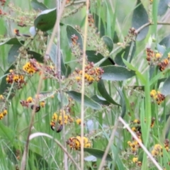 Daviesia latifolia at Wodonga, VIC - 10 Oct 2021