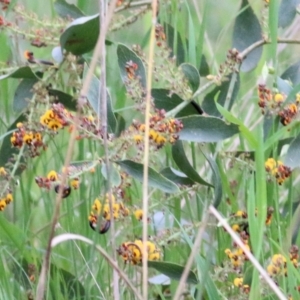 Daviesia latifolia at Wodonga, VIC - 10 Oct 2021 09:50 AM