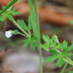 Geranium solanderi var. solanderi (Native Geranium) at WREN Reserves - 9 Oct 2021 by KylieWaldon