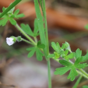 Geranium solanderi var. solanderi at Wodonga, VIC - 10 Oct 2021