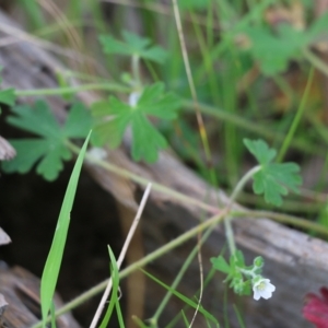 Geranium solanderi var. solanderi at Wodonga, VIC - 10 Oct 2021 09:59 AM