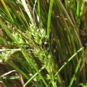 Carex breviculmis at Hawker, ACT - 8 Oct 2021