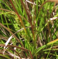 Carex breviculmis at Hawker, ACT - 8 Oct 2021