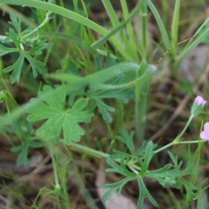 Geranium solanderi var. solanderi at Wodonga, VIC - 10 Oct 2021 09:59 AM