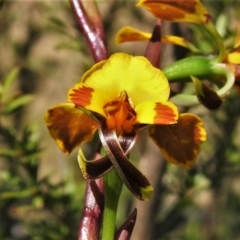 Diuris semilunulata (Late Leopard Orchid) at Tennent, ACT - 9 Oct 2021 by JohnBundock