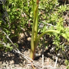 Diuris semilunulata at Tennent, ACT - 9 Oct 2021