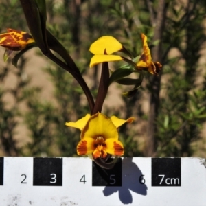 Diuris semilunulata at Tennent, ACT - 9 Oct 2021