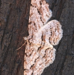 Didymoctenia exsuperata (Thick-lined Bark Moth) at Paddys River, ACT - 9 Oct 2021 by NedJohnston