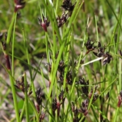 Schoenus apogon (Common Bog Sedge) at Hawker, ACT - 8 Oct 2021 by pinnaCLE