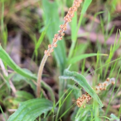 Plantago varia (Native Plaintain) at Wodonga, VIC - 9 Oct 2021 by KylieWaldon