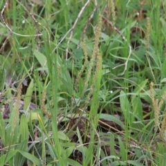 Plantago varia at Wodonga, VIC - 10 Oct 2021