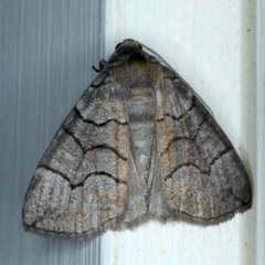 Dysbatus undescribed species (A Line-moth) at Ainslie, ACT - 9 Oct 2021 by jbromilow50