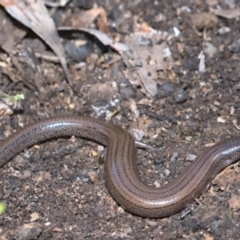 Hemiergis talbingoensis (Eastern Three-toed Earless Skink) at Tennent, ACT - 9 Oct 2021 by TimotheeBonnet