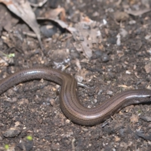 Hemiergis talbingoensis at Tennent, ACT - 9 Oct 2021 09:40 AM