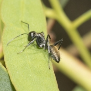 Camponotus aeneopilosus at Hawker, ACT - 4 Oct 2021