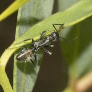 Camponotus aeneopilosus at Hawker, ACT - 4 Oct 2021 11:39 AM