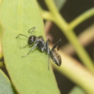 Camponotus aeneopilosus at Hawker, ACT - 4 Oct 2021