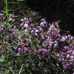 Glycine clandestina (Twining Glycine) at Hawker, ACT - 8 Oct 2021 by pinnaCLE