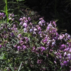 Glycine clandestina at Hawker, ACT - 8 Oct 2021