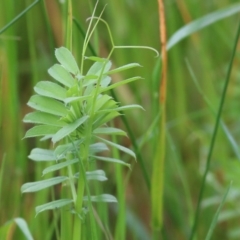 Vicia sativa (Common Vetch) at Wodonga - 9 Oct 2021 by KylieWaldon