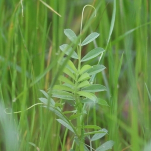Vicia sativa at Wodonga, VIC - 10 Oct 2021 10:31 AM