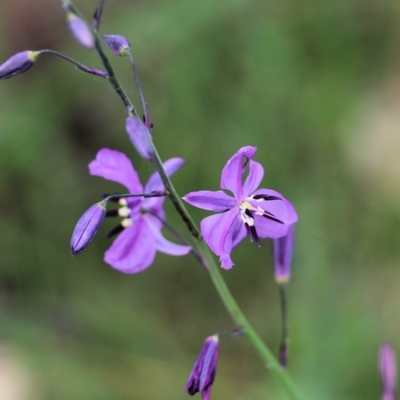 Arthropodium strictum (Chocolate Lily) at WREN Reserves - 9 Oct 2021 by KylieWaldon