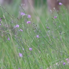 Arthropodium strictum at Wodonga, VIC - 10 Oct 2021