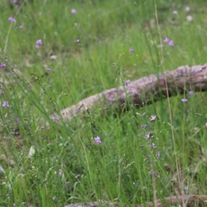 Arthropodium strictum at Wodonga, VIC - 10 Oct 2021 09:57 AM