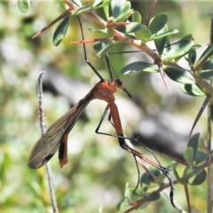 Harpobittacus australis (Hangingfly) at Namadgi National Park - 9 Oct 2021 by JohnBundock