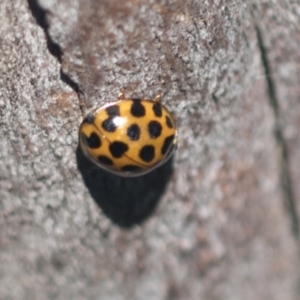 Harmonia conformis at Higgins, ACT - 4 Oct 2021 11:43 AM