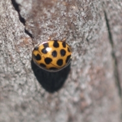 Harmonia conformis (Common Spotted Ladybird) at Higgins, ACT - 4 Oct 2021 by AlisonMilton