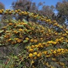 Daviesia mimosoides subsp. mimosoides at Hawker, ACT - 8 Oct 2021 02:14 PM