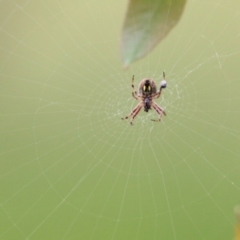 Salsa fuliginata (Sooty Orb-weaver) at Wodonga - 9 Oct 2021 by KylieWaldon