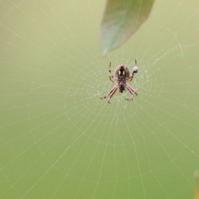 Salsa fuliginata (Sooty Orb-weaver) at Wodonga, VIC - 9 Oct 2021 by KylieWaldon