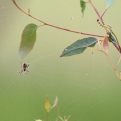 Salsa fuliginata at Wodonga, VIC - 10 Oct 2021