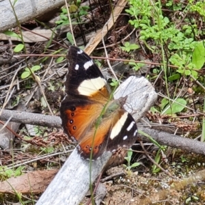 Vanessa itea at Stromlo, ACT - 10 Oct 2021