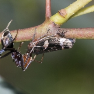 Eurymeloides punctata at Higgins, ACT - 4 Oct 2021