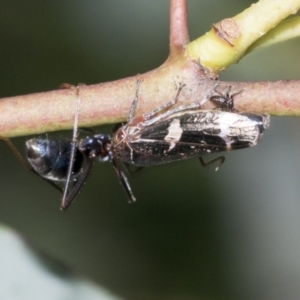 Eurymeloides punctata at Higgins, ACT - 4 Oct 2021