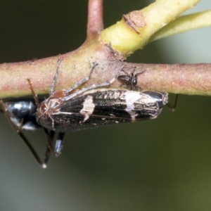 Eurymeloides punctata at Higgins, ACT - 4 Oct 2021 11:50 AM