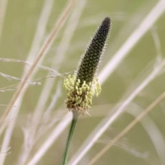 Plantago lanceolata (Ribwort Plantain, Lamb's Tongues) at Wodonga - 9 Oct 2021 by KylieWaldon